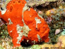 The divemaster spotted this longlure frogfish. The white ... by Zaid Fadul 